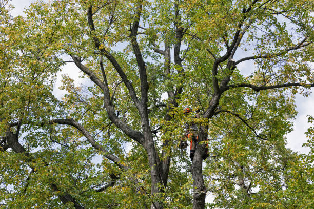 How Our Tree Care Process Works  in  Edgerton, MN